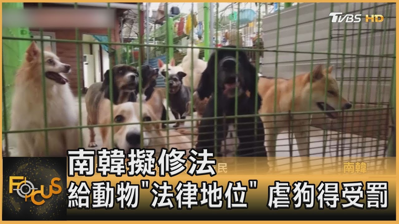 南韓擬修法 給動物「法律地位」 虐狗得受罰