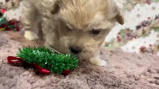 ハーフ犬の動画01