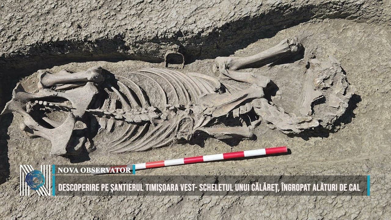 Descoperire pe șantierul Timișoara Vest- scheletul unui călăreț, îngropat alături de cal