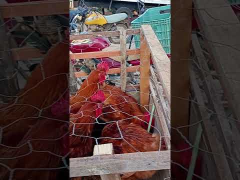 hoje estamos na feira livre de Nova floresta PB