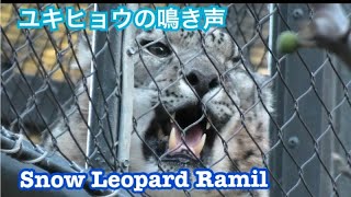 Download lagu Snow Leopard Ramil cried 🔆 San Diego Zoo mp3 Download lagu Snow Leopard Ramil cried 🔆 San Diego Zoo mp3