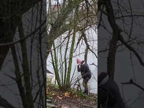 Schwänin GRONAN aus Frankfurt braucht Unterstützung