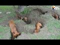 Dachshunds Dig The Best Holes | The Dodo