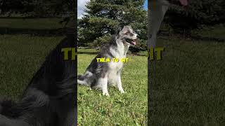 What Are Your Recall Expectations With Your Dog?