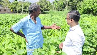হলুদ+তুলার আন্তঃফসল চাষ, পর্ব-২