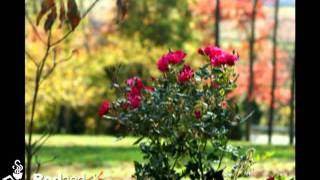 Serenity Hill Bed and Breakfast Brownsville, Kentucky