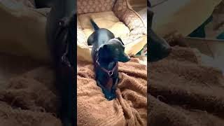Video preview image #1 Chiweenie Puppy For Sale in San Antonio, TX, USA