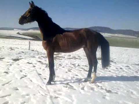 Holsteiner v. Clarimo x Counter