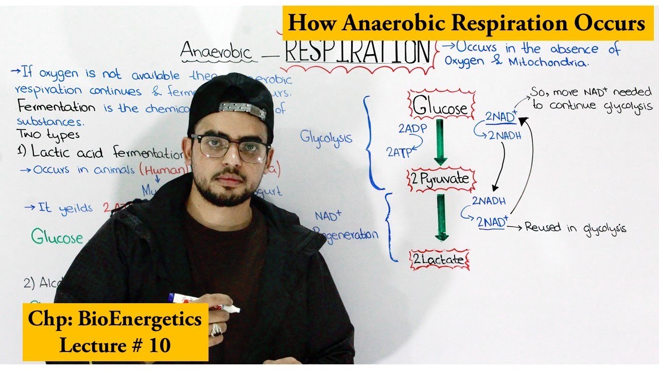 Anaerobic respiration ( Fermentation ) And its Types