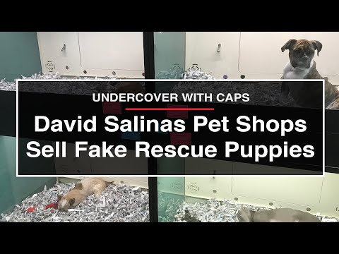 David Salinas Pet Shops Sell Fake Rescue Puppies | Undercover with CAPS