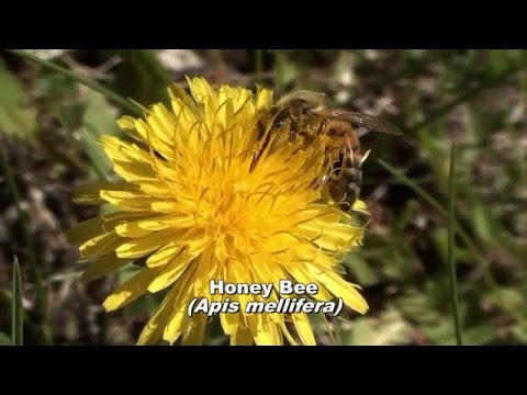 Early Spring Pollinators: A Visual Introduction