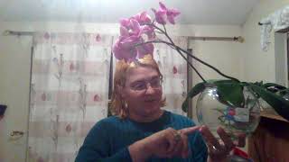 PLANT UPDATE I HAVE BUDS