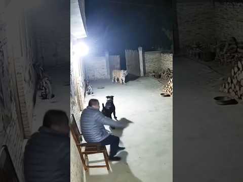 Dog Saves Man From Tiger #funny #animals #funnyanimal