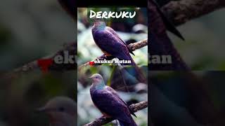 Download lagu Jenis burung Derkuku #short #tekukur #Burung tekukur mp3