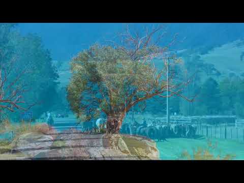 A day with Robyn in Dargo