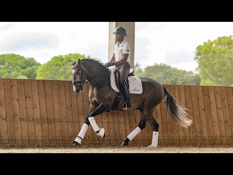 **SOLD** Stunning piro free baroque looking Lusitano (REF#799)