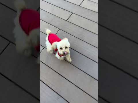 経営学科 トイプードル in  dogrun #dog #toypoodle #puppy #poodle #トイプードル #miniaturepoodle #子犬