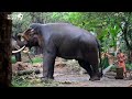 Guruvayoor Elephants