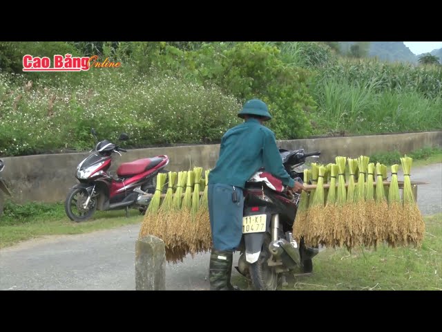 Xây dựng phát triển sản phẩm gạo nếp Ong Trùng Khánh - Cao Bằng