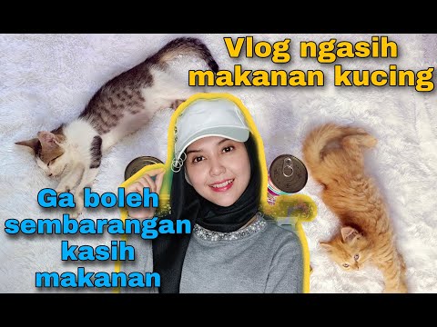 Tips ngasih makanan kucing buat pemula! Bikin si kucing gembul!