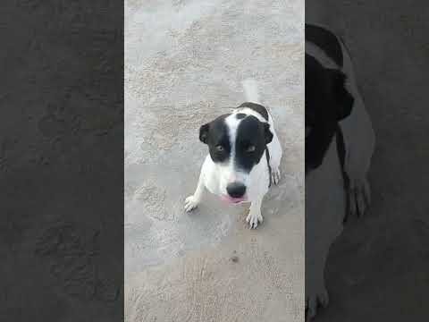 #shorts #Short #loyalty #loyal #Dog #Dogs #Love #affection #doglover #Doglovers #dogsoftiktok