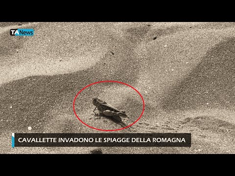 Locusts invade the beaches of Romagna