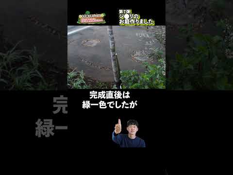あなたの庭の外観を向上させることができる黄色の花の低木はどれですか? 14の刺激的な提案！  庭園