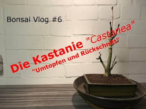 Bonsai VLog # 6 The chestnut "Castanea" | Repotting and pruning