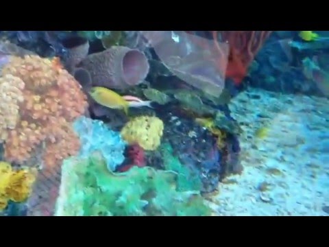 $5,000,000 Tropical Fish Aquarium that Kids Want in Home Pt. 1