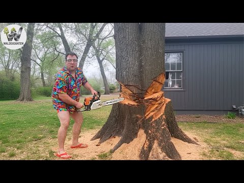 Idiots with chainsaws: Failed tree felling | Extremely dangerous timber transport fails 5