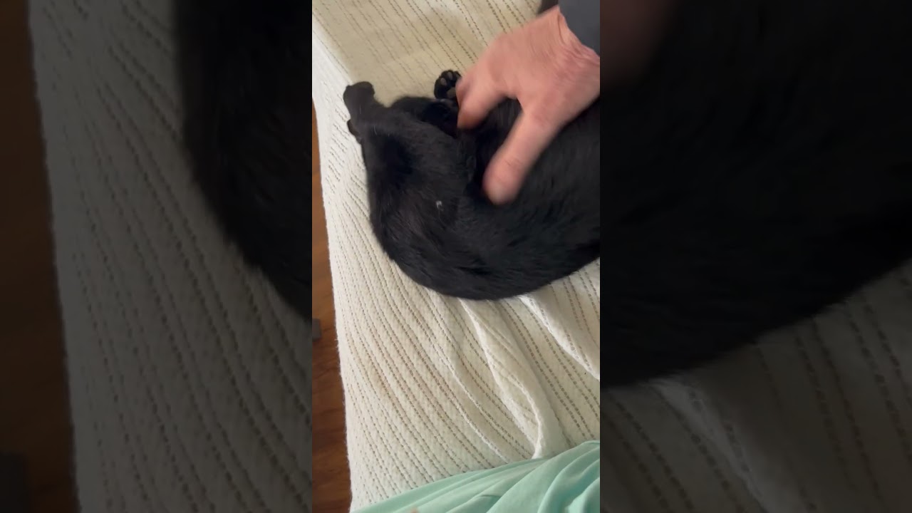 Enlarge Ms. Lady Hepburn is off the charts on Love!, a Adoptable Domestic Short Hair in Eagle Point, OR video 6/6