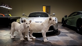 Rare White Lions & Supercars... Now I've Seen it All