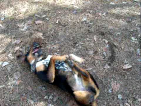 Ah, nothing like a good back scratch