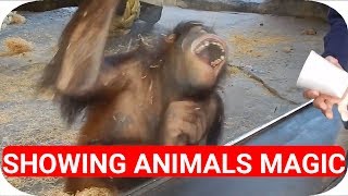 Top 5 Monkeys Minds Blown With Magic