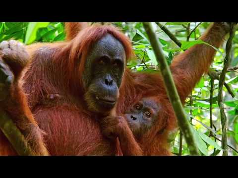 Voice For The Planet - add your voice