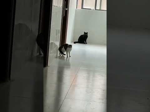 #dakshahindustani11 Daksha hindustani 11 #cat🐈 #shorts Please subscribe and support me 🙏