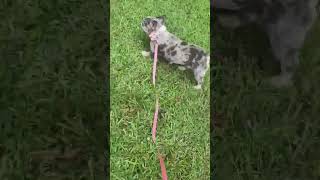 Video preview image #1 French Bulldog Puppy For Sale in Spring, TX, USA