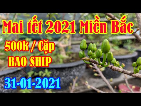 hết hàng |Mai vàng chơi tết 2021 về Miền Bắc 500k/ cặp BAO SHIP | Mai vàng giá rẻ | Mai tết 2021