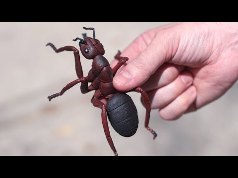 HUGE VENOMOUS ANT! Video
