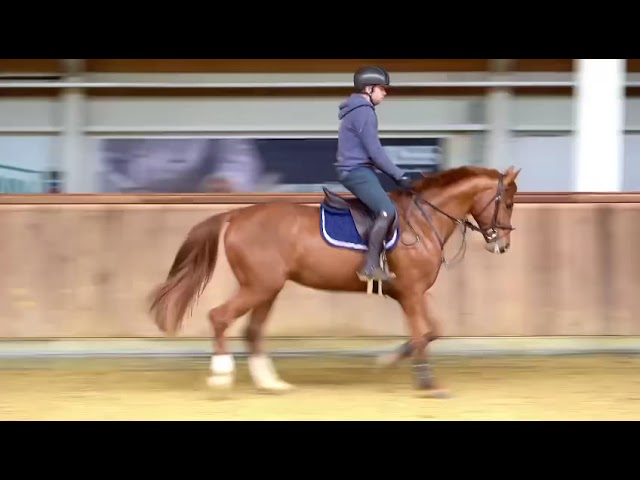 Riding / Jumping movie Patron (Pegase van't Ruytershof x Kannan).
