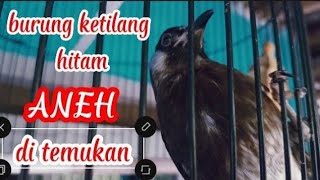 Download lagu DITEMUKAN BURUNG ANEH KUTILANG HITAM ,aneh tapi nyata mp3