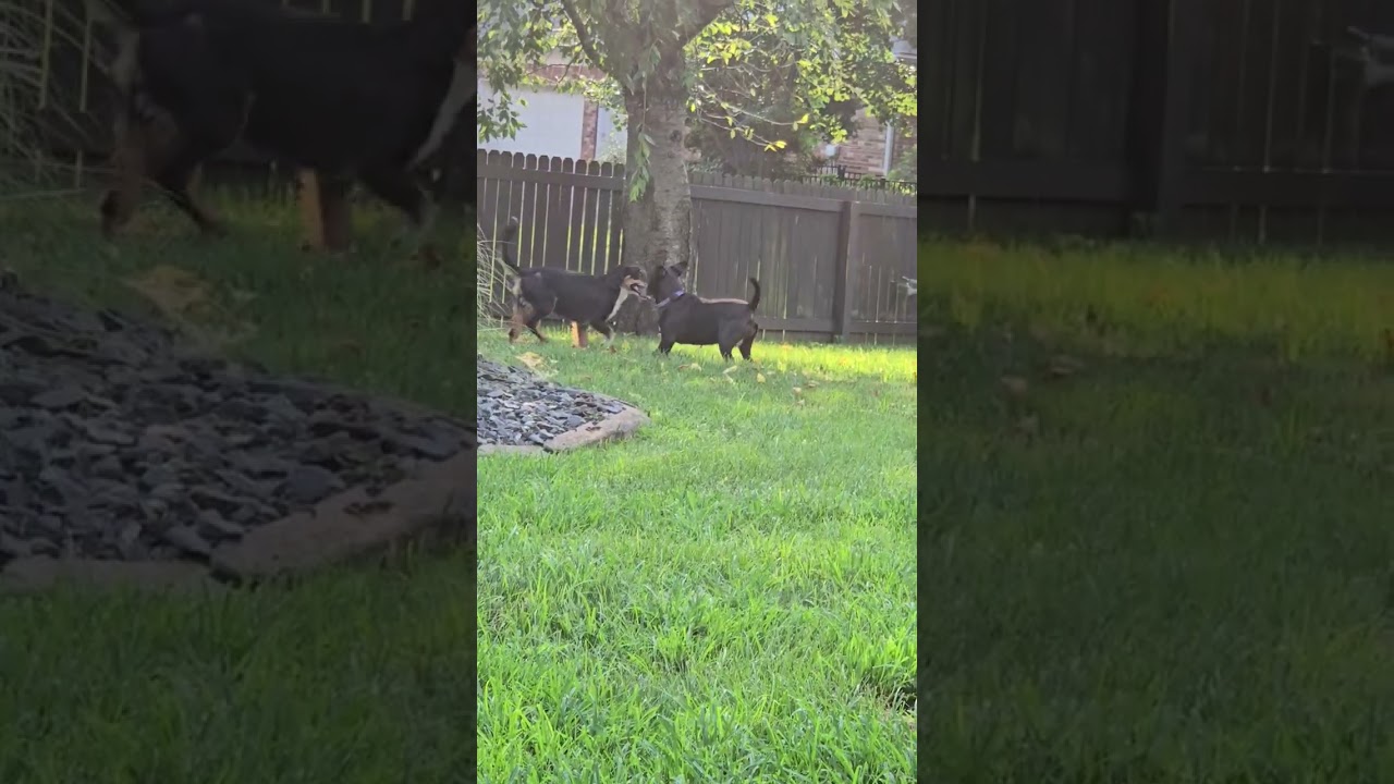 Enlarge Larry, an adopted mixed breed in Aurora, IL video 6/6