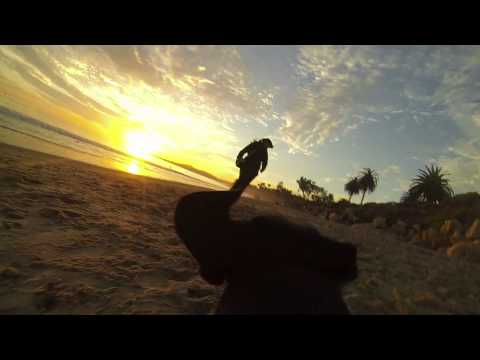 Francis Rocks the Dachshund at the beach