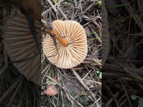 Fairy Ring Champignons :)  #wildfooduk  #wildfood #wildmushrooms #foraging #foragingcourses
