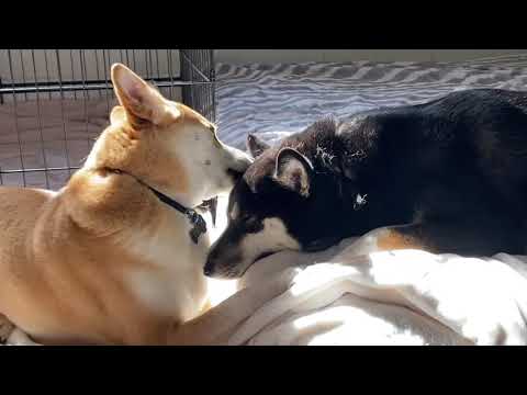 Shiba Dog Biological Siblings ❤️