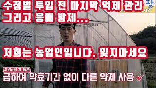 딸기 마지막 억제 기술 그리고 양봉벌(수정벌) 투입 전 응애 방제 관리 그리고 저희는 농업인 입니다. 잊지마…