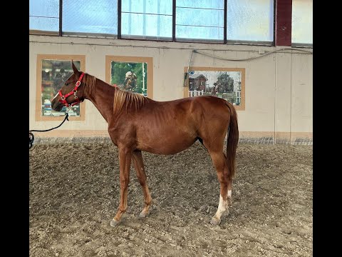 Killer Queen EMERALD VAN'T RUYTERSHOF x INSHALLAH DE MUZE - Video 7 video thumbnail