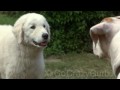 Lady And Te Tramp 2 Trailer Homeward Bound 2 Style