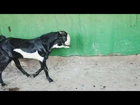 fresh 54 kg body wait for 36 se 37 inch height for sale reasonable price 24000 contact us 8983012286