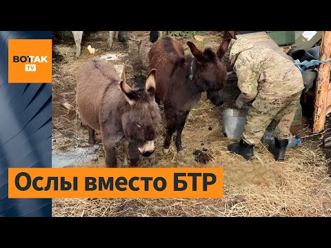 💥 ВС РФ используют на фронте ослов: кадры
